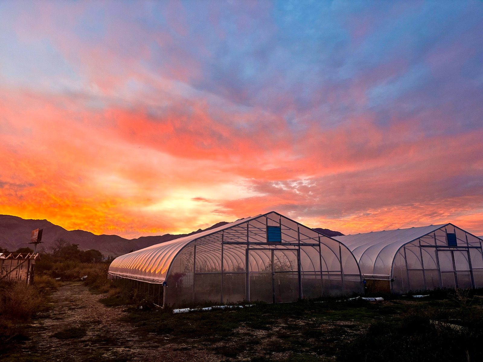 Greenhouses glowing under a pink and orange sunrise sky