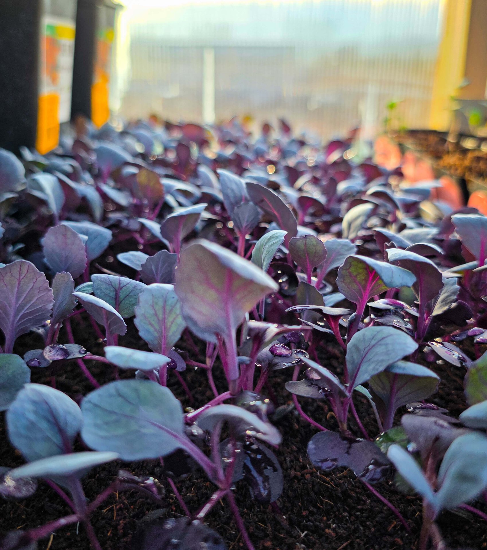 Rows of purple cabbage starts glowing in the greenhouse