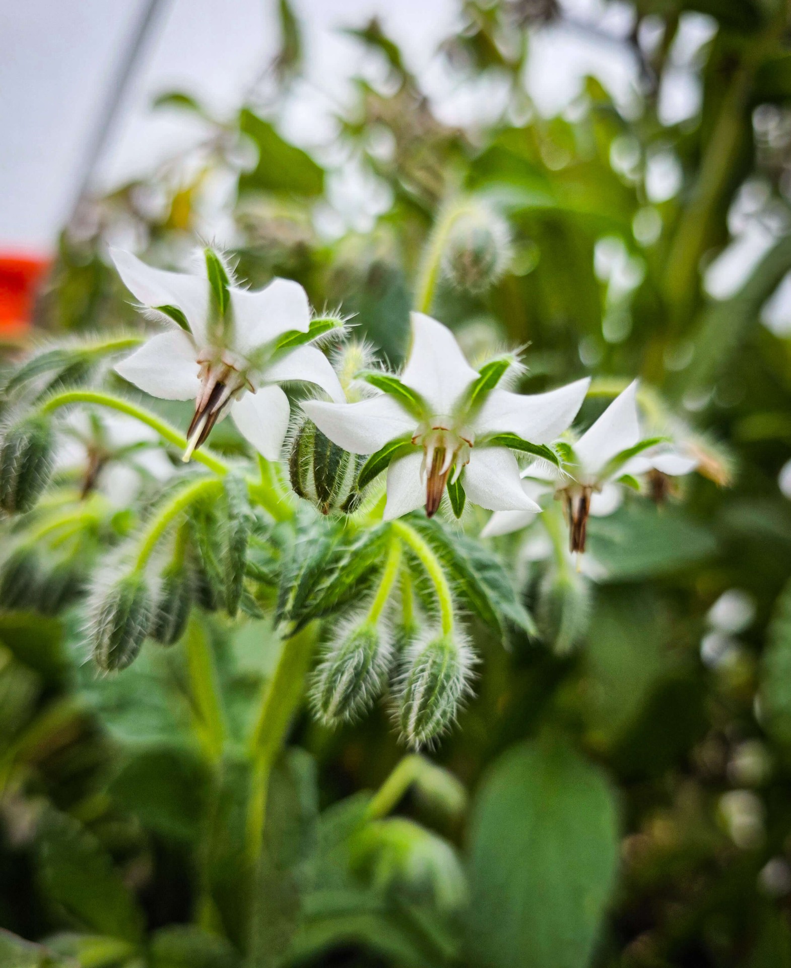 White borage flowers blooming in the herb garden