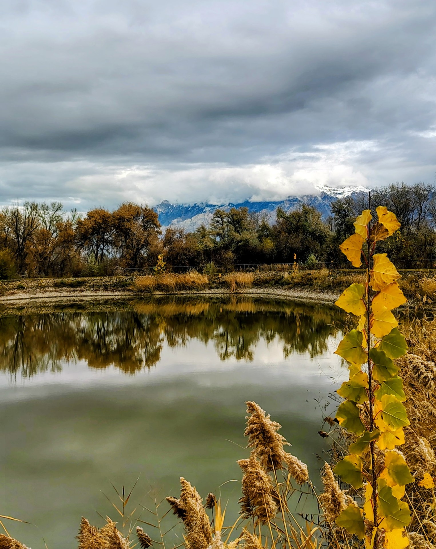 Cloudy autumn pond reflecting the Wasatch mountains with golden aspen leaves
