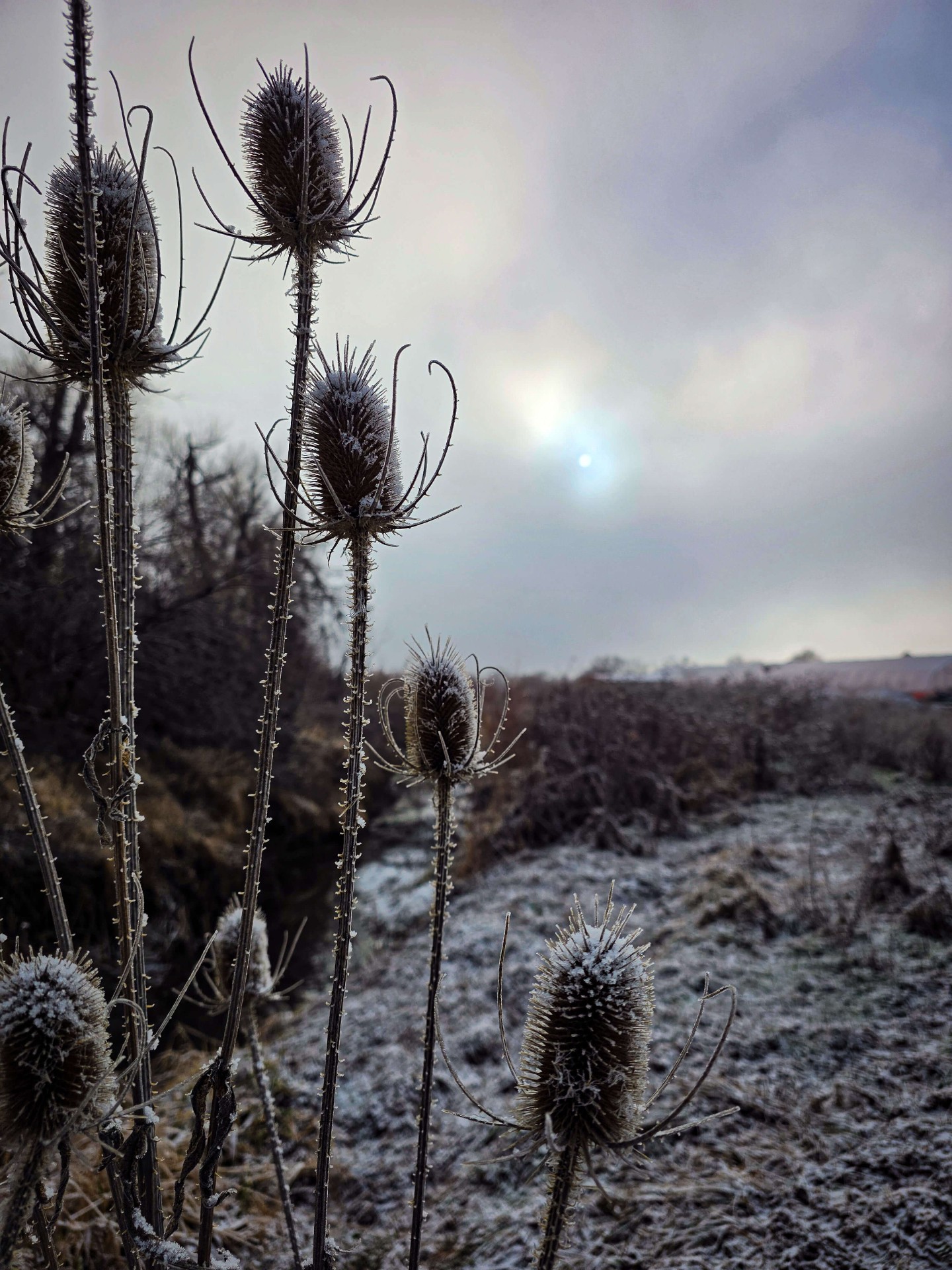 Frosted teasel heads in front of a winter sunrise at the farm