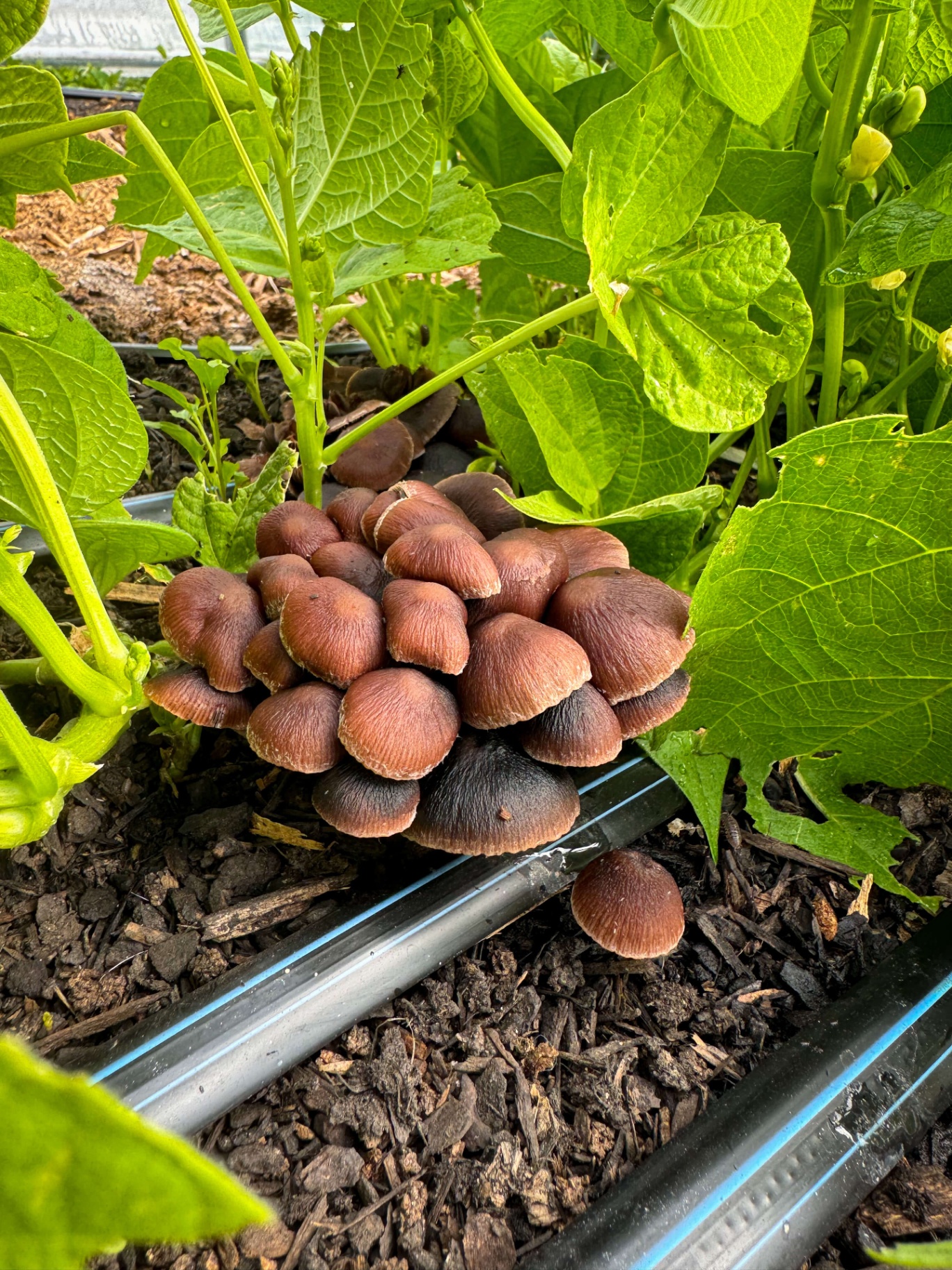 Cluster of wild mushrooms growing beneath bean plants