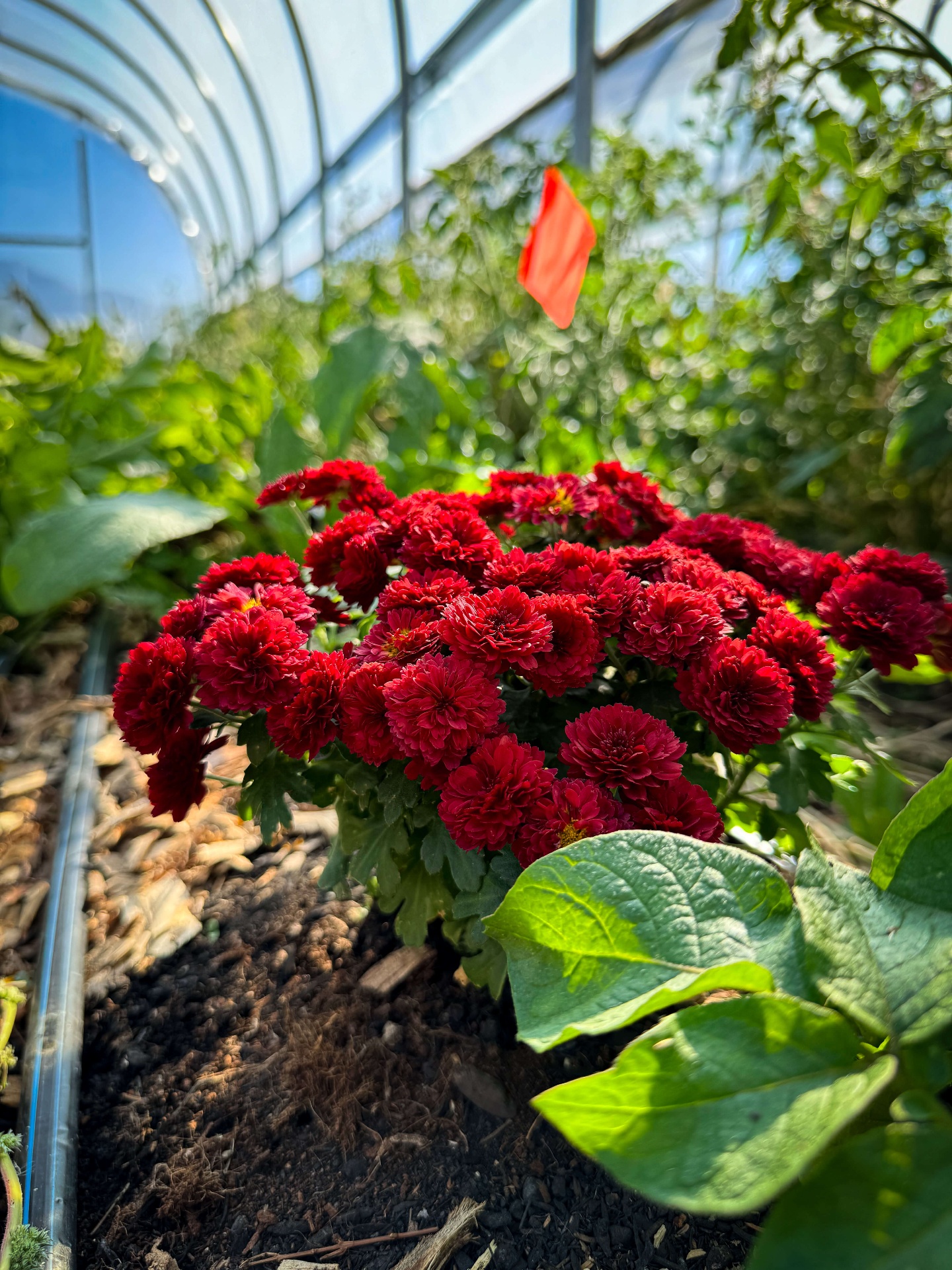 Deep red mums blooming inside the greenhouse