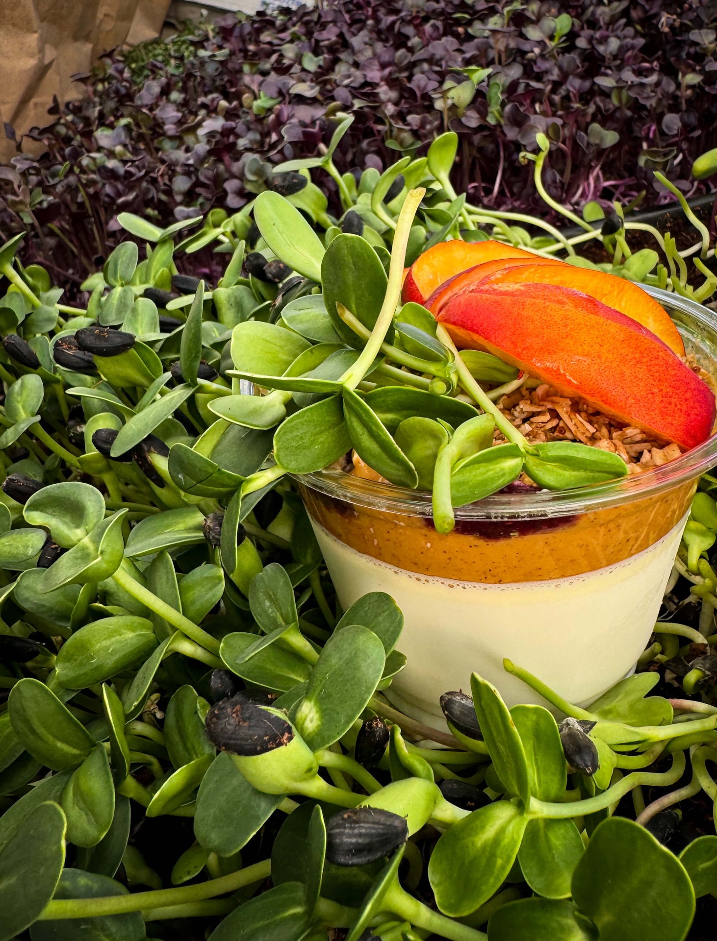Layered chia parfait with peach slices nestled in sunflower microgreens