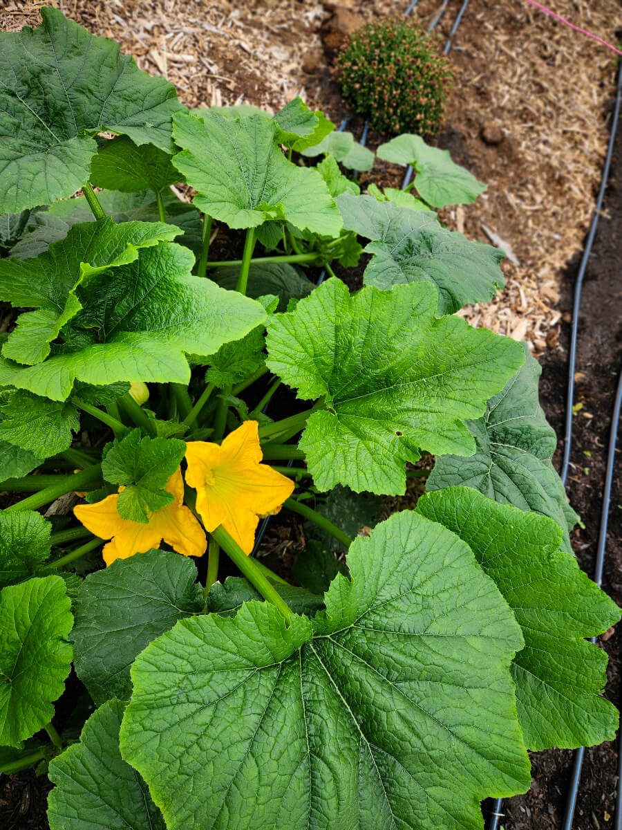 Squash blossom blooming among broad green leaves in the field