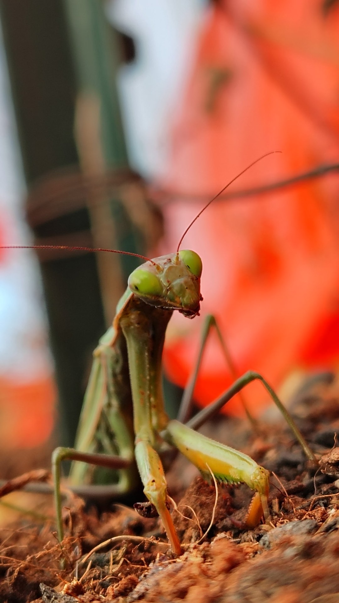 Close-up macro of a green praying mantis against a vibrant orange backdrop