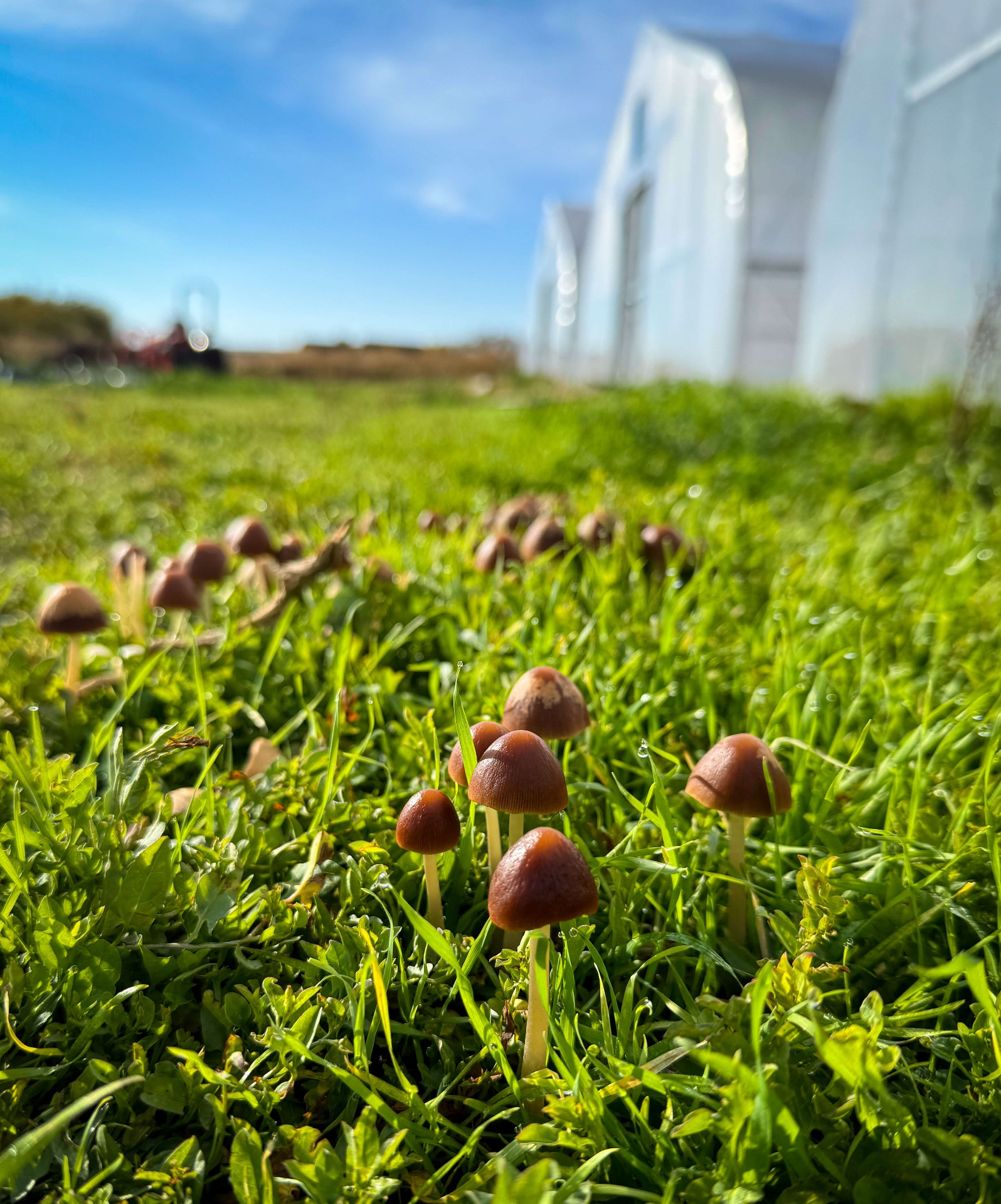 Tiny mushrooms in dewy grass with greenhouses in the background