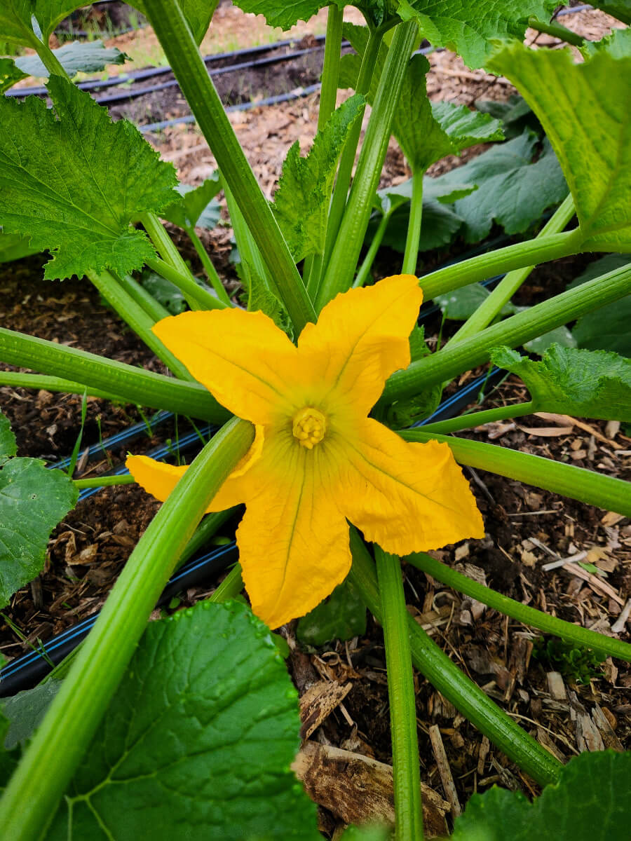 Bright yellow squash flower opened wide above mulched soil