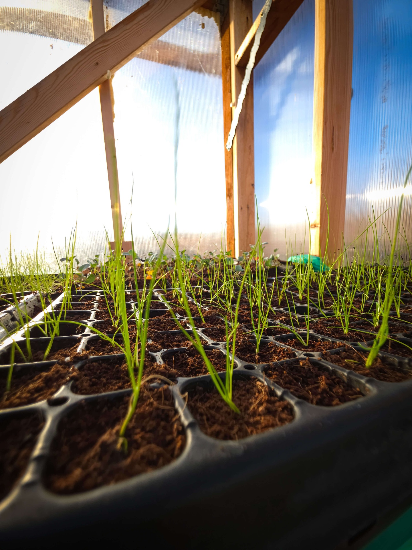 Onion seedlings in trays catching golden light inside the greenhouse