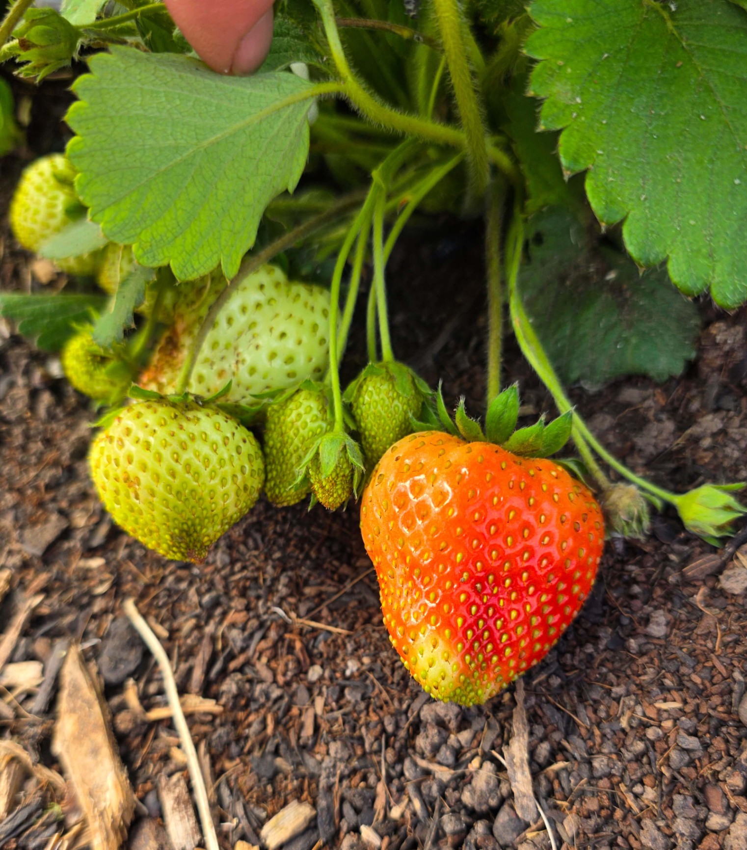 Ripening strawberry on the vine with green berries beside it