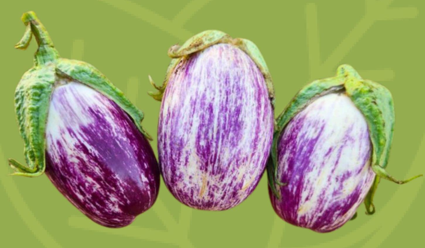 Fresh eggplants from the farm