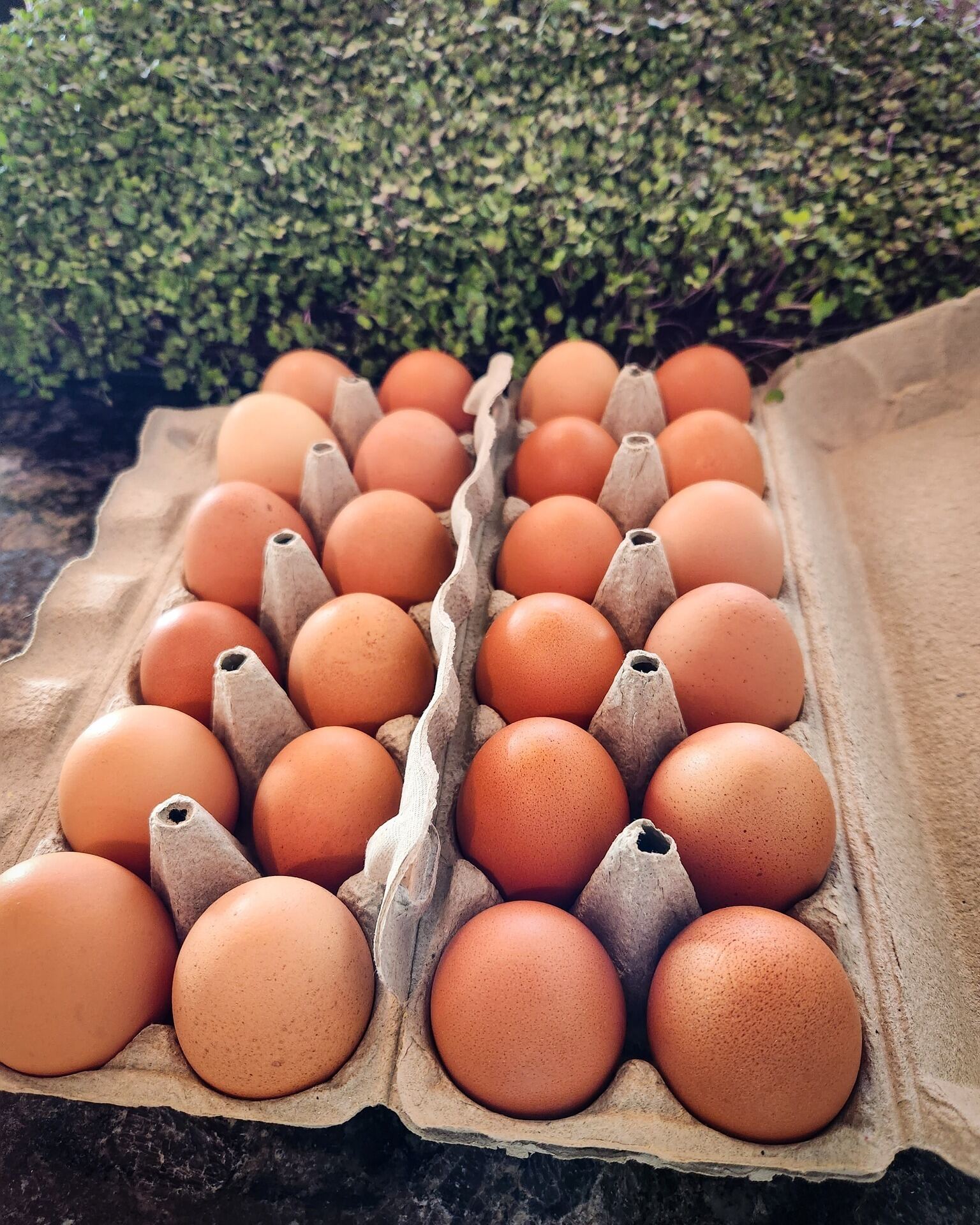 Carton of fresh brown farm eggs in front of microgreens