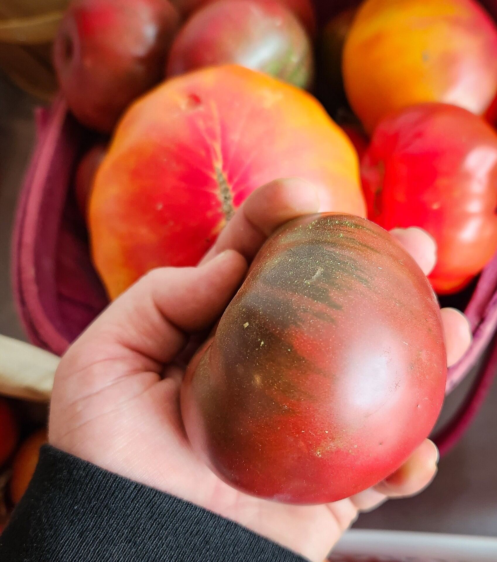 Hand holding a deep-purple heirloom tomato over a basket of red heirlooms