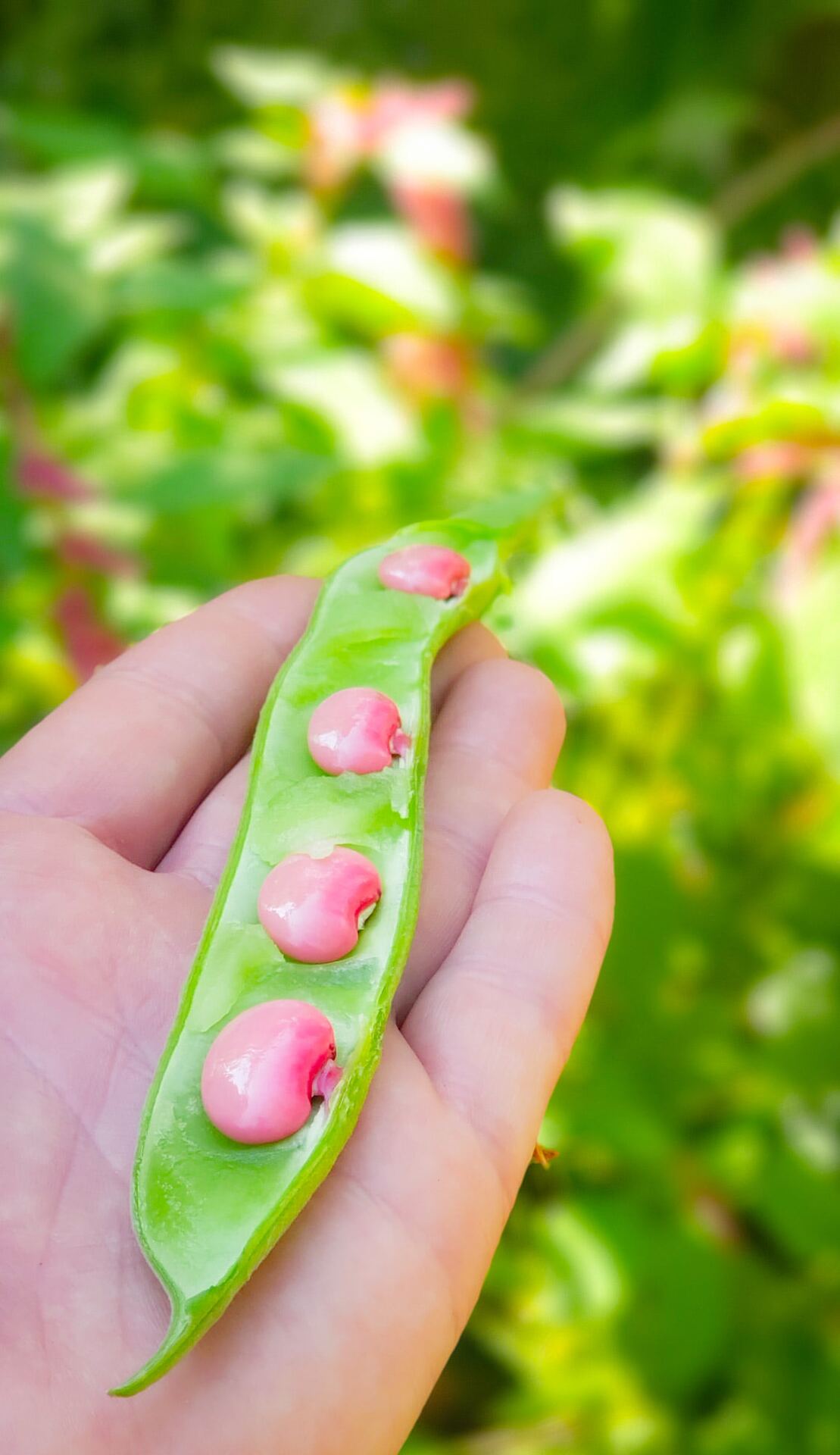 Hand holding an open pod with bright pink shelling beans