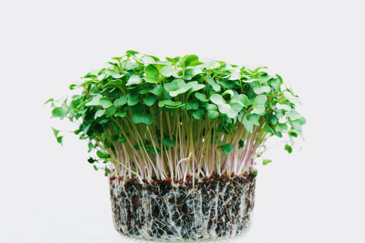Grow Microgreens at Home: A How To.