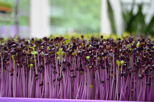 Exciting Ways to Use Microgreens!