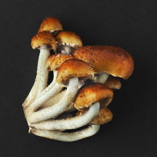 Chestnut Mushroom - 1 lb.