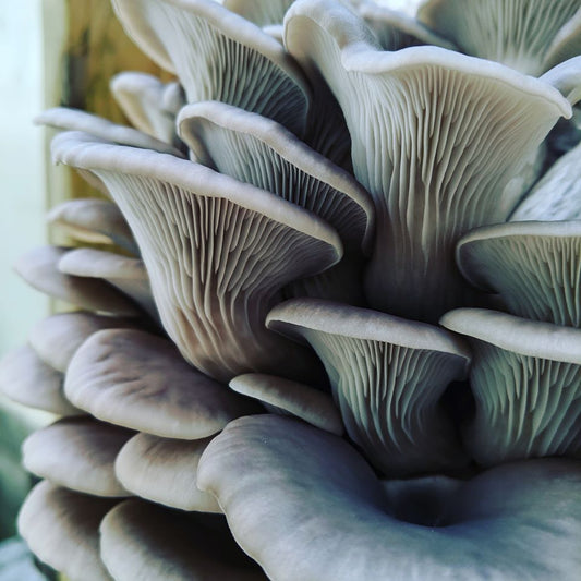 Oyster Mushroom - 1 lb.